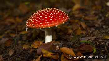 Brindisi, mangiano i funghi velenosi che avevano raccolto: due coniugi in gravi condizioni - Nanopress
