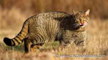 Il progetto dell'ISPRA per il monitoraggio del gatto selvatico - Caccia Passione