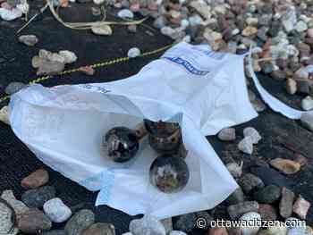 Kelly Egan: 'Out of control' — Sudden homeless crowd upsets Hintonburg - Ottawa Citizen