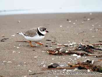 South Bruce Peninsula will not pursue piping plover case further - Shoreline Beacon