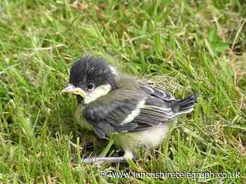 RSPB issues warning not to help birds found on the ground