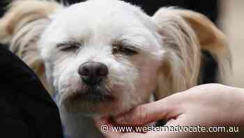 Pronged dog collars to be banned in Qld - Western Advocate