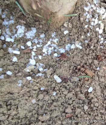 Soliera, sale grosso sparso intorno ad uno dei nuovi aceri piantati in via Foscolo - SulPanaro | News - SulPanaro