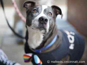 Pit bull parade held Saturday celebrating repeal of Cincinnati's ban on the dog breed