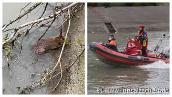 Rehe im Innkanal lösen Einsatz für Feuerwehren und Wasserwacht aus