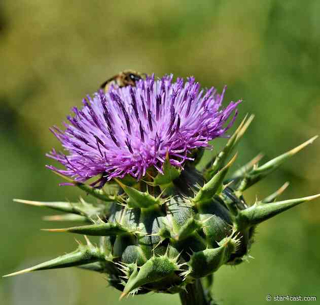 Scotland – voting nationalist but not for an instant split