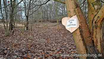 Stralsund: Erste Bäume im Anderhofer Wäldchen sind gefallen - Ostsee Zeitung