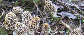 Ein hochwertiger Speisepilz: In den Auwäldern der Region wachsen jetzt die Morcheln - Berchtesgadener Anzeiger