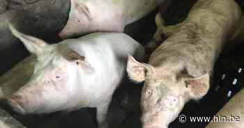 Negen varkens uit beerput gered bij landbouwer in Staden - Het Laatste Nieuws