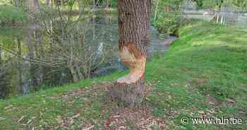 Bever laat knaagsporen na aan Zuidlede | Wachtebeke | hln.be - Het Laatste Nieuws