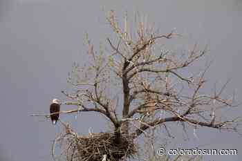 If a Colorado eagle nest falls in the forest — and the cameras are on — should anyone save it? - The Colorado Sun