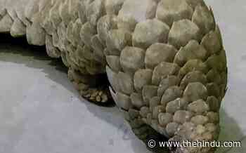 Tough anteater leaves forest officials antsy - The Hindu