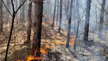 Forest fire in western Quebec under control - CBC.ca