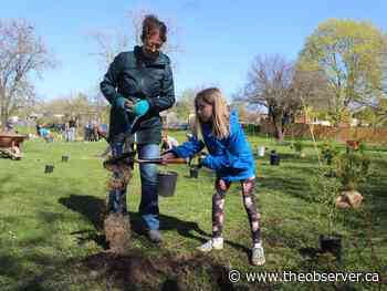 'Mini forest' planted Saturday in Sarnia park - Sarnia Observer