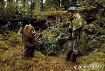 Bad News! The Ewok Forest From "Star Wars" Got "Obliterated" In Real Life - Futurism