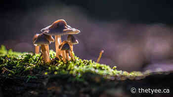 What Do You Say to a Thinking Forest? - TheTyee.ca