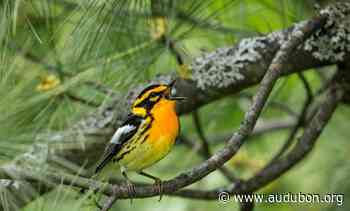 From the Boreal Forest to the Tropical Forest | Audubon - National Audubon Society