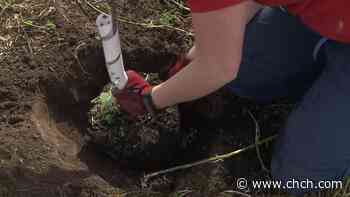 Hamilton to plant 3,000 trees this spring to achieve net zero greenhouse gas emissions by 2050 - CHCH News