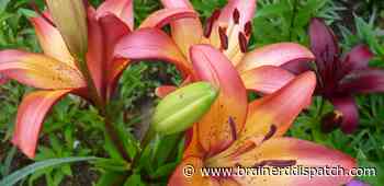 Ask the Master Gardener: Wait until the ground thaws to plant your lilies and gladiolus - Brainerd Dispatch