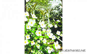 The Gestalt Gardener: A flexible approach to plant selections in the garden - Kosciusko Star Herald