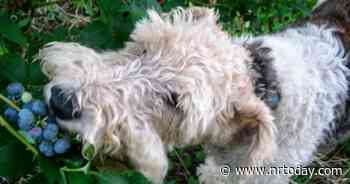 Ask a Master Gardener: Blueberries | Home And Garden | nrtoday.com - NRToday.com