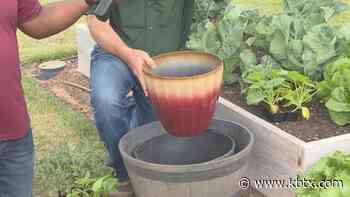 Weekend Gardener: Using the best containers for your plants - KBTX