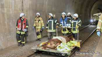 Attendorn: Bulle wird von Zug erfasst – glückliche Rettung - WP News