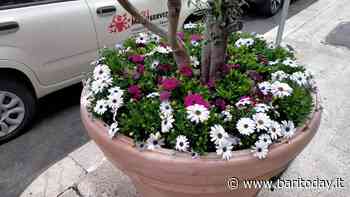 Fioriere danneggiate durante la festa promozione del Bari, i tifosi biancorossi donano nuove piante - BariToday