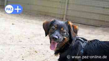 Peine: Die kleine Stella sucht ein neues Zuhause - Peiner Allgemeine Zeitung - PAZ-online.de