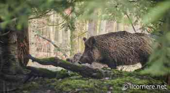 Per Cia Cuneo, la Regione sull'abbattimento dei cinghiali ha un atteggiamento imbarazzante - Il Corriere di Alba, Bra, Langhe e Roero