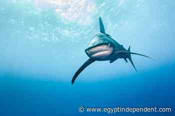 Marine activities halted in Elphinstone reef area after appearance of tiger shark - Egypt Independent