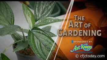 Art of Gardening — Collector's Item Tropicals - CFJC Today Kamloops