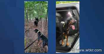 Gloucester K9 sniffs out missing elderly woman wandering in woods - News 3 WTKR Norfolk