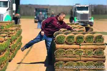 Rhode Island sod farmer provides suburban splendor - The Boston Globe
