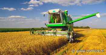 Guerra in Ucraina, grano fermo sul Mar Nero: rischio di una «crisi globale della fame» - Corriere della Sera