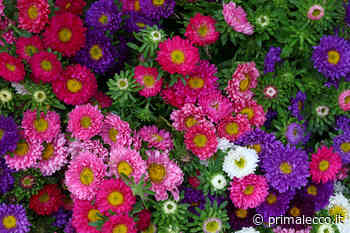 In regalo con il Giornale di Lecco i semi di Astro American Beauty - Prima Lecco