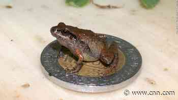 Six new species of miniature frog have been discovered in Mexico