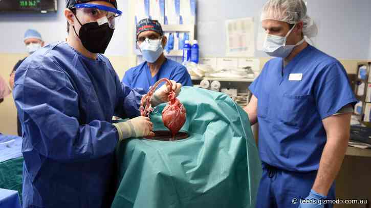 A Pig Virus May Have Killed First Recipient of Transplanted Pig Heart