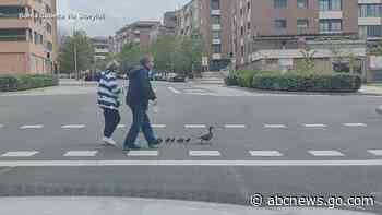 WATCH:  Couple helps ducks cross the road