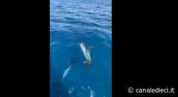 Ostia, lo spettacolo dei delfini avvistati in massa al largo dell’area protetta (VIDEO) - Canale Dieci