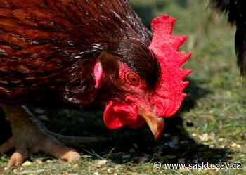 Commercial flock in Saskatchewan, 2 backyard flocks in B.C. have avian flu: CFIA - SaskToday.ca