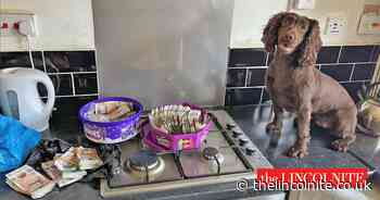 Search dog finds £20k cash and illegal tobacco in Grimsby - The Lincolnite