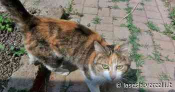 Vercelli: "Qualcuno riconosce questa gatta?" - La Sesia | Cronaca