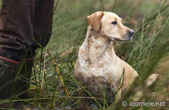Bocconi avvelenati, un episodio sospetto a Treiso - Il Corriere di Alba Bra Langhe e Roero - Il Corriere di Alba, Bra, Langhe e Roero