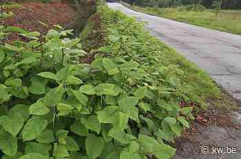 Gemeente Beernem worstelt met aanpak van Japanse duizendknoop - KW.be