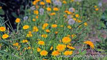 So können Bremer Wildkräuter am besten ernten, zubereiten und essen - buten un binnen