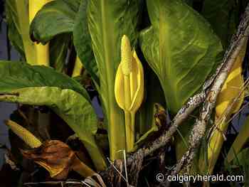 On the Road: Skunked - Calgary Herald