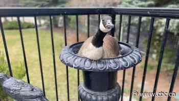 A Calgary couple's unusual houseguests return every spring to lay eggs in their planter - CBC.ca