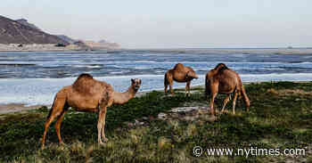 A Woman Alone in Oman: Three Weeks Along the Arabian Coast
