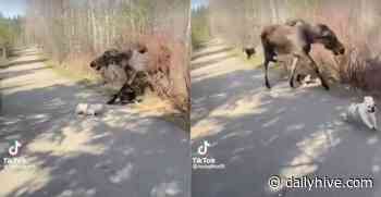Terrifying trail: Moose charges dogs during walk (VIDEO) | News - Daily Hive